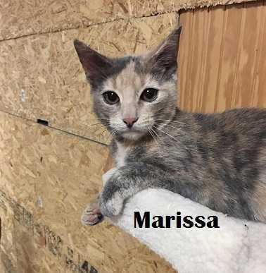 Marissa, an adoptable Domestic Short Hair in Greene, NY, 13778 | Photo Image 1