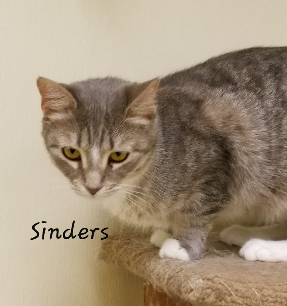 Sinders, an adoptable Domestic Short Hair in Greene, NY, 13778 | Photo Image 1