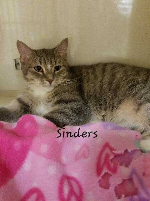 Sinders, an adoptable Domestic Short Hair in Greene, NY, 13778 | Photo Image 2