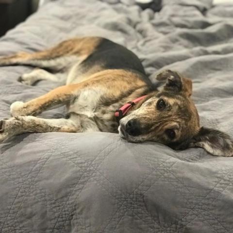 Dog For Adoption Kitkat A Shepherd Dachshund Mix In San