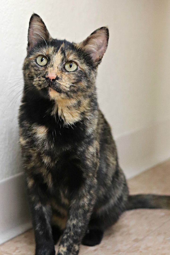 Beth, an adoptable Tortoiseshell in Rushville, IL_image-3