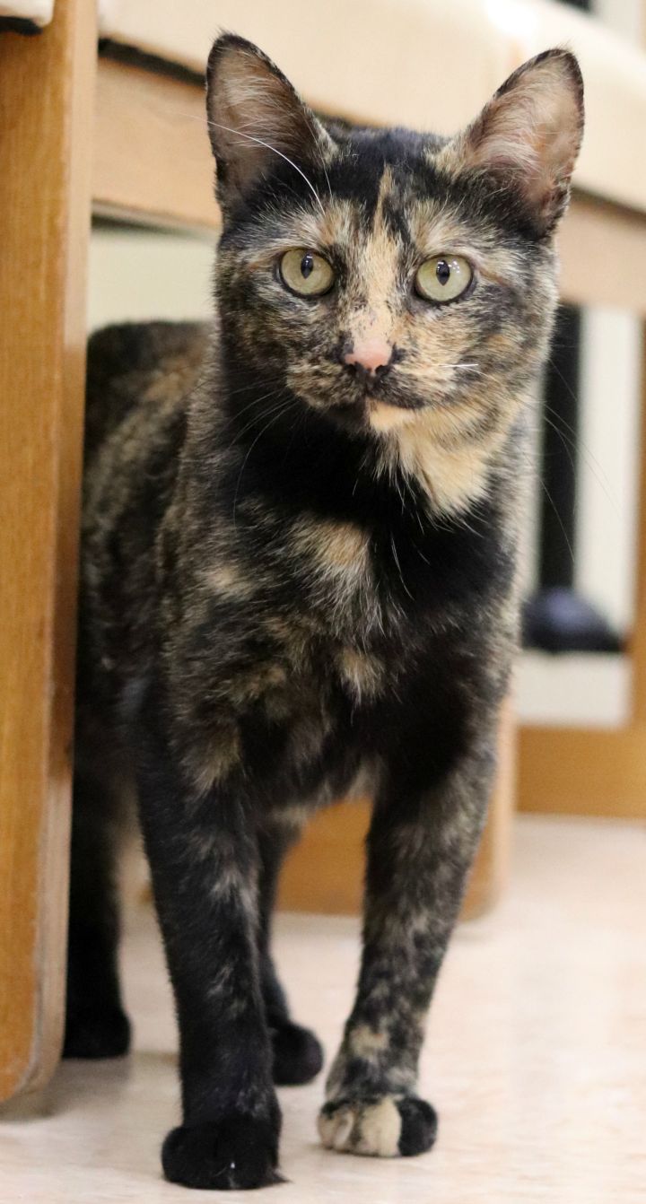 Beth, an adopted Tortoiseshell in Rushville, IL_image-4