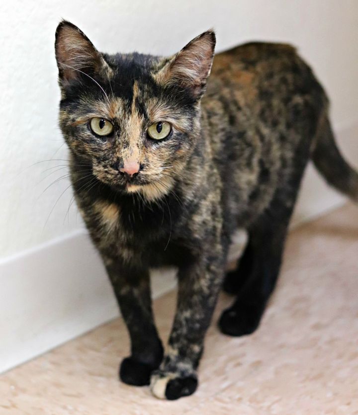 Beth, an adopted Tortoiseshell in Rushville, IL_image-1