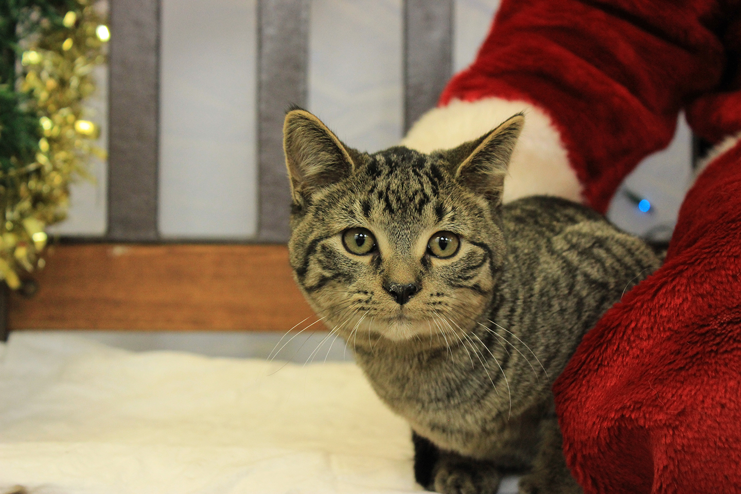 Easton, an adoptable Domestic Short Hair in Flushing, MI, 48433 | Photo Image 1