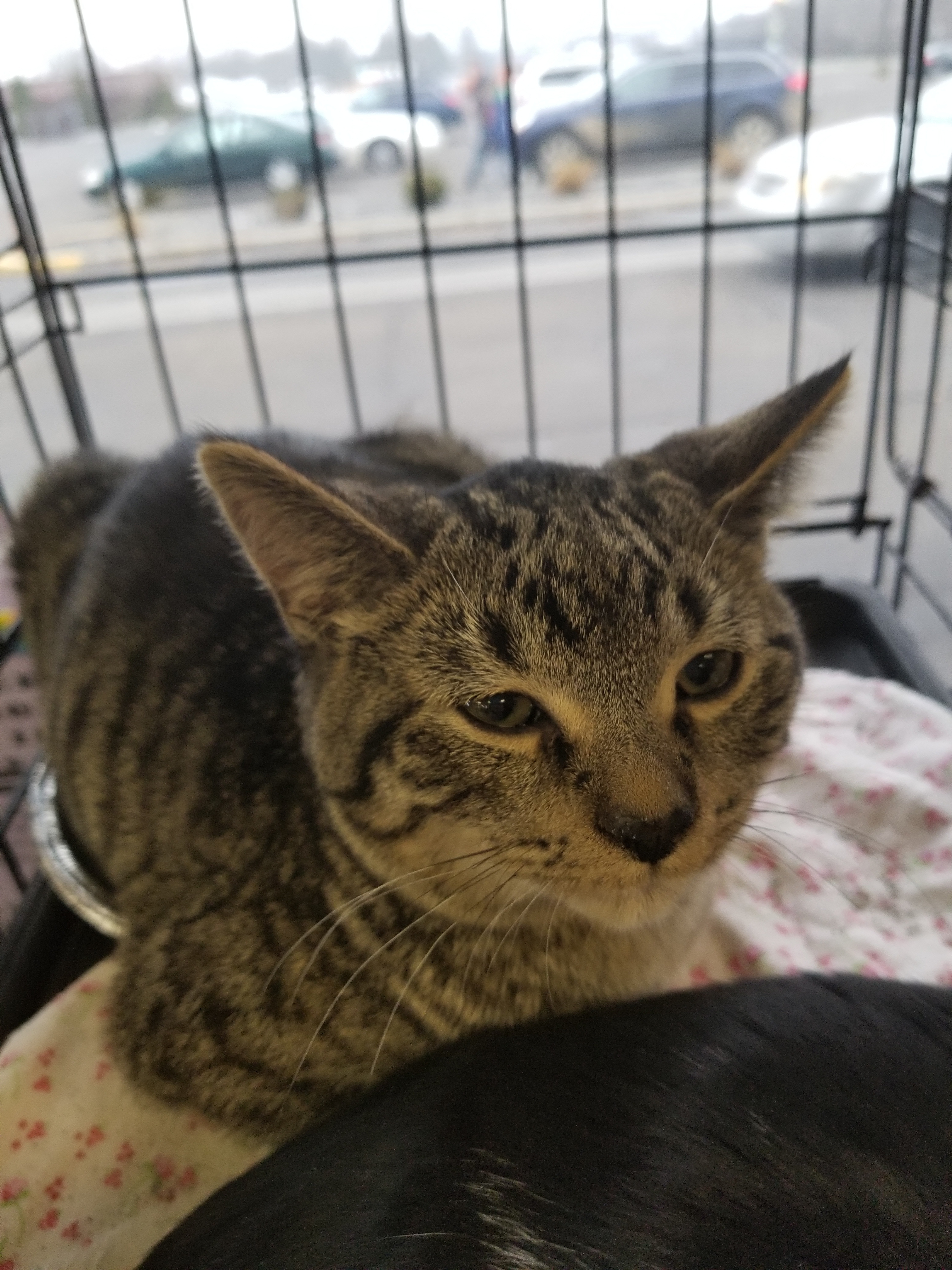 Easton, an adoptable Domestic Short Hair in Flushing, MI, 48433 | Photo Image 4