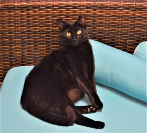 Cat For Adoption Notch A Domestic Short Hair In House Springs