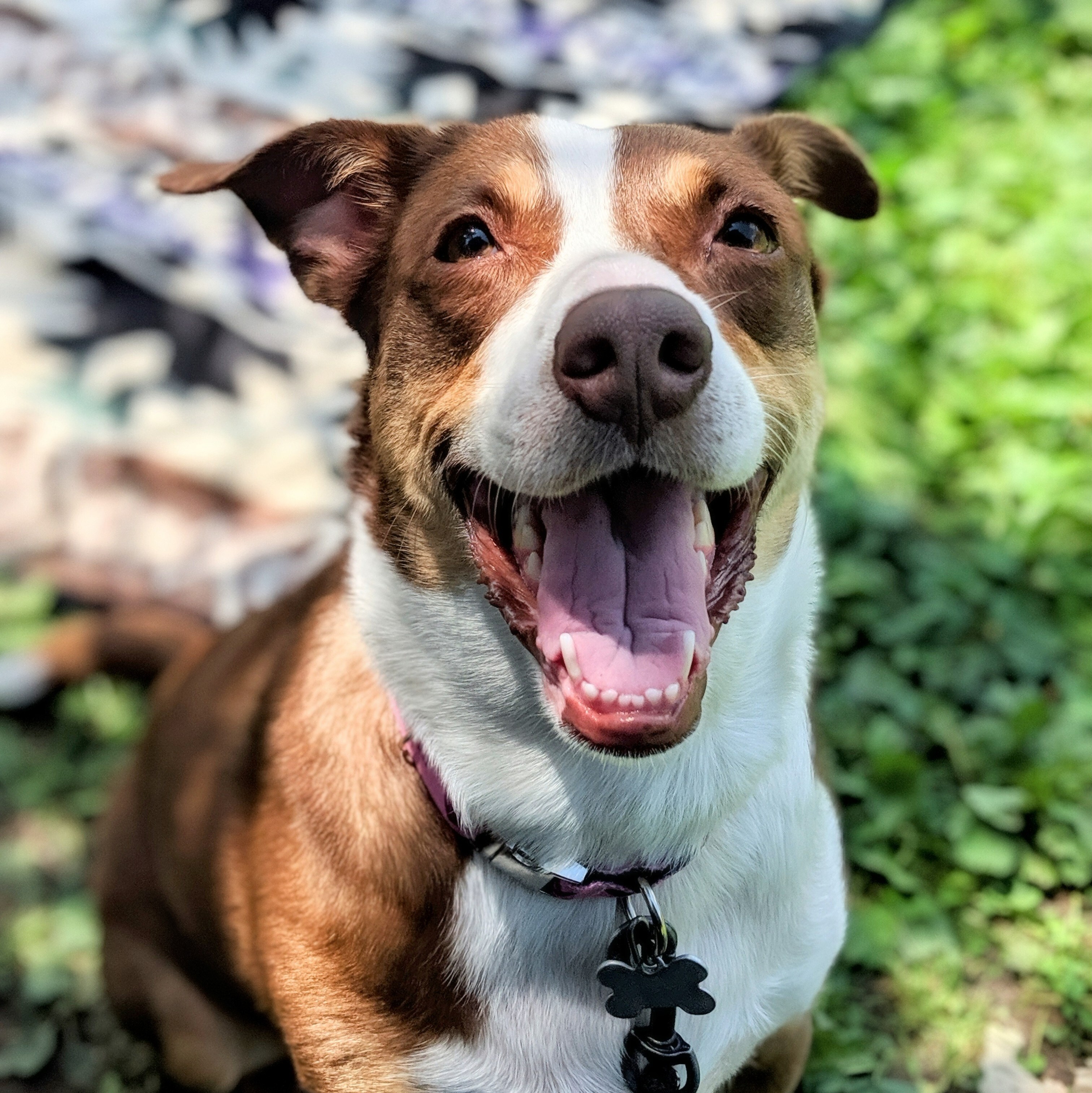 Tabitha (Tabby), an adoptable Australian Shepherd in East Hanover, NJ, 07936 | Photo Image 2