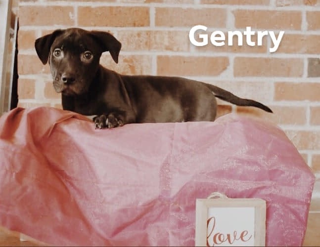 Gentry 1