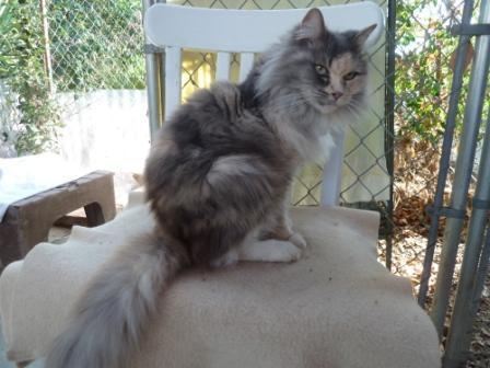 Dilute Calico Cat Cov plaub hau ntev