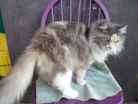 Cat For Adoption Donna A Domestic Long Hair Dilute Calico Mix