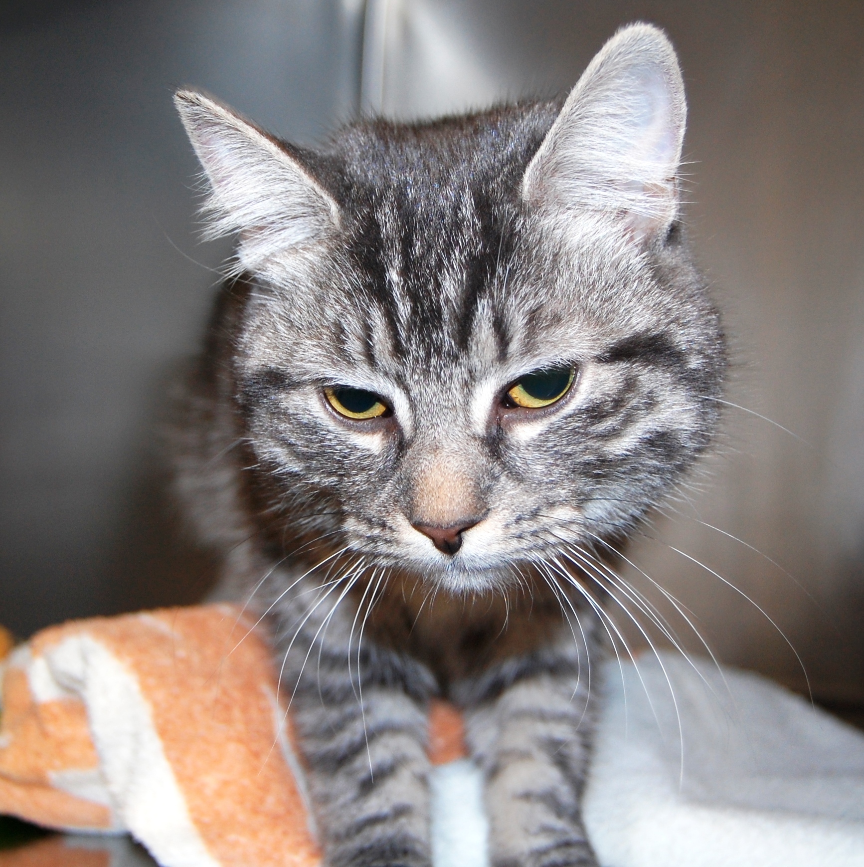 Audrey - adopt me for $20! I am on a diet!, an adoptable Domestic Short Hair in Mississauga, ON, L5C 4H4 | Photo Image 2