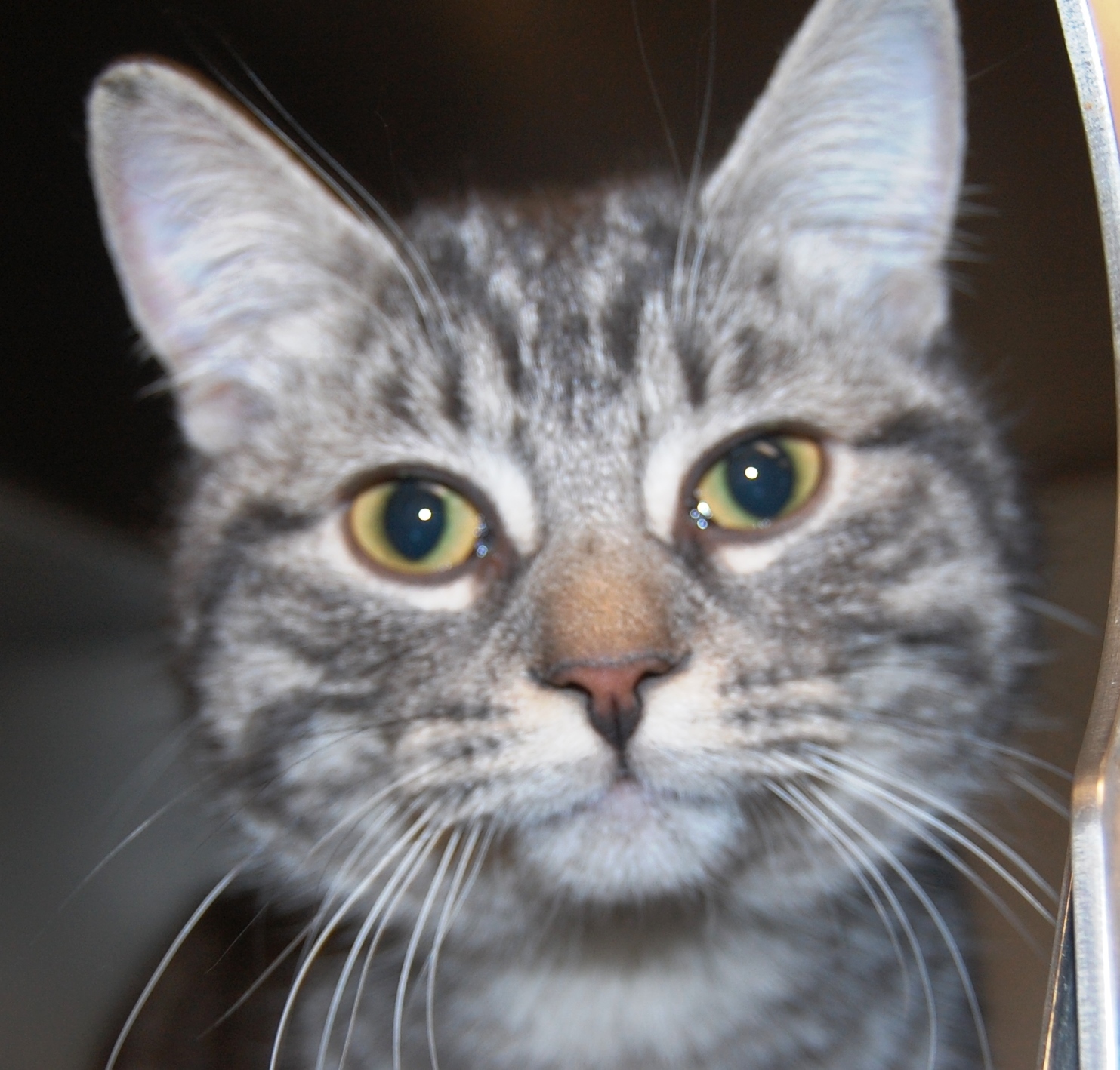 Audrey - adopt me for $20! I am on a diet!, an adoptable Domestic Short Hair in Mississauga, ON, L5C 4H4 | Photo Image 3