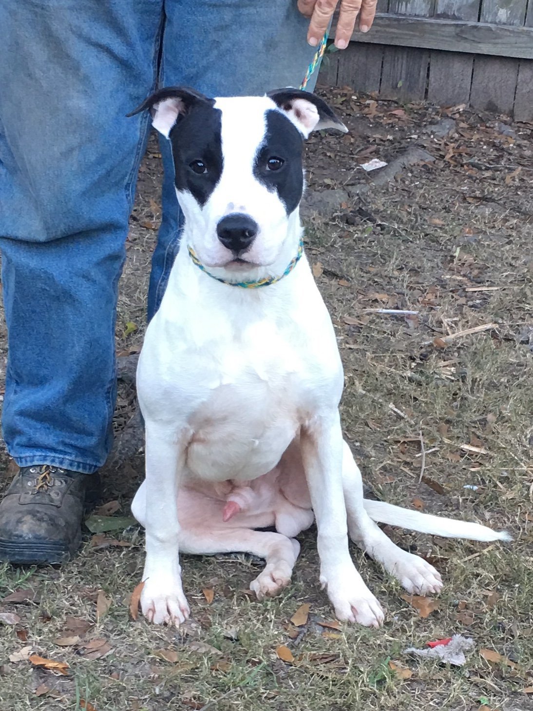 Patches, an adoptable Catahoula Leopard Dog, Dalmatian in Slidell, LA, 70469 | Photo Image 1