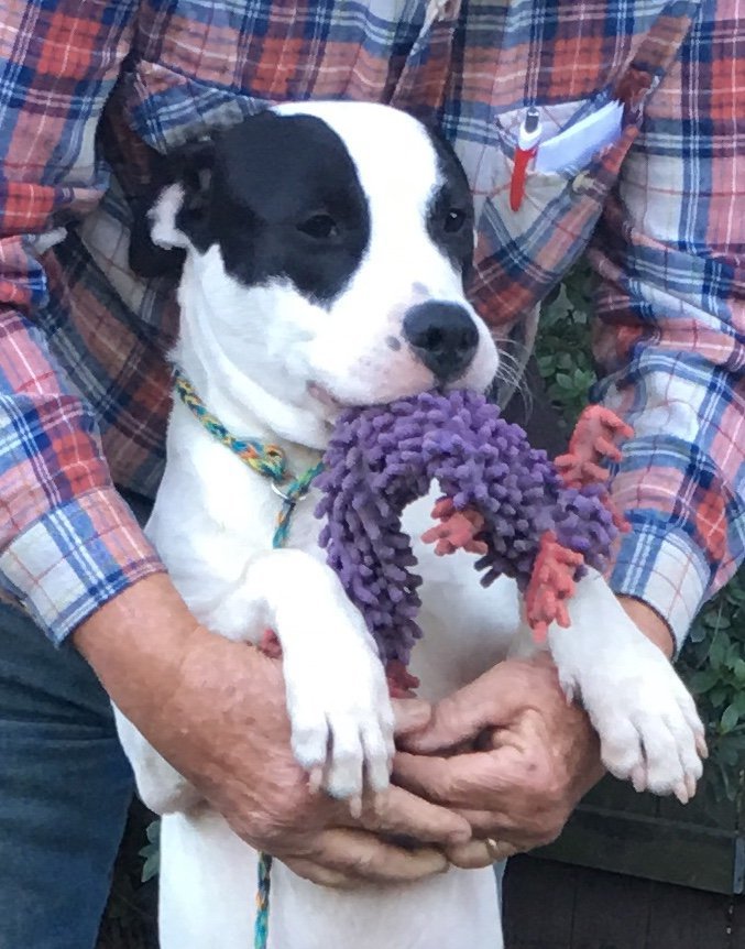 Patches, an adoptable Catahoula Leopard Dog, Dalmatian in Slidell, LA, 70469 | Photo Image 2