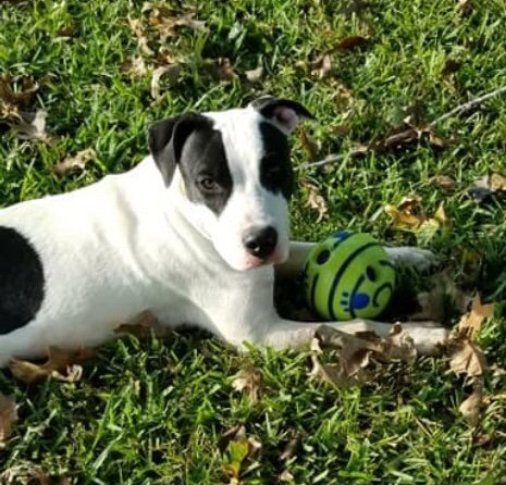 Patches, an adoptable Catahoula Leopard Dog, Dalmatian in Slidell, LA, 70469 | Photo Image 3