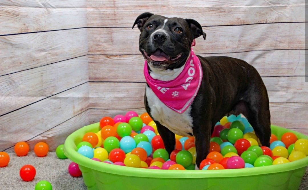 Cherry (In a Foster Home), an adoptable Staffordshire Bull Terrier in Graham, TX, 76450 | Photo Image 3