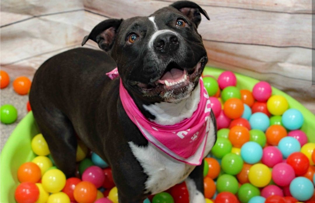 Cherry (In a Foster Home), an adoptable Staffordshire Bull Terrier in Graham, TX, 76450 | Photo Image 1