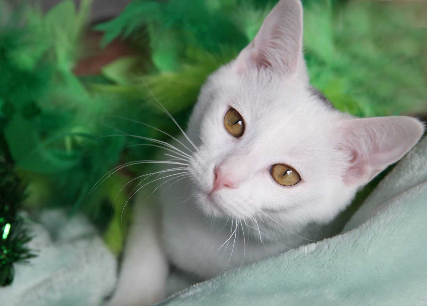 Chiclet, an adoptable American Shorthair, Domestic Short Hair in Franklin, TN, 37064 | Photo Image 2