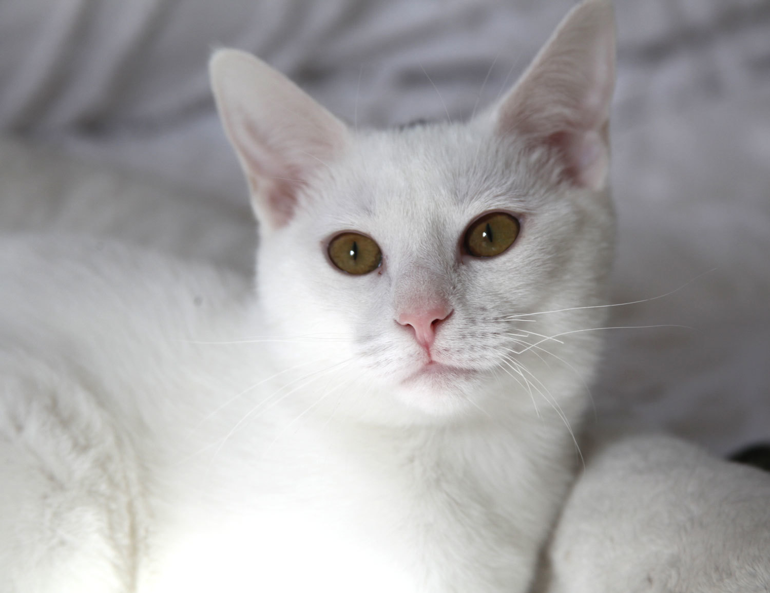 Chiclet, an adoptable American Shorthair, Domestic Short Hair in Franklin, TN, 37064 | Photo Image 4