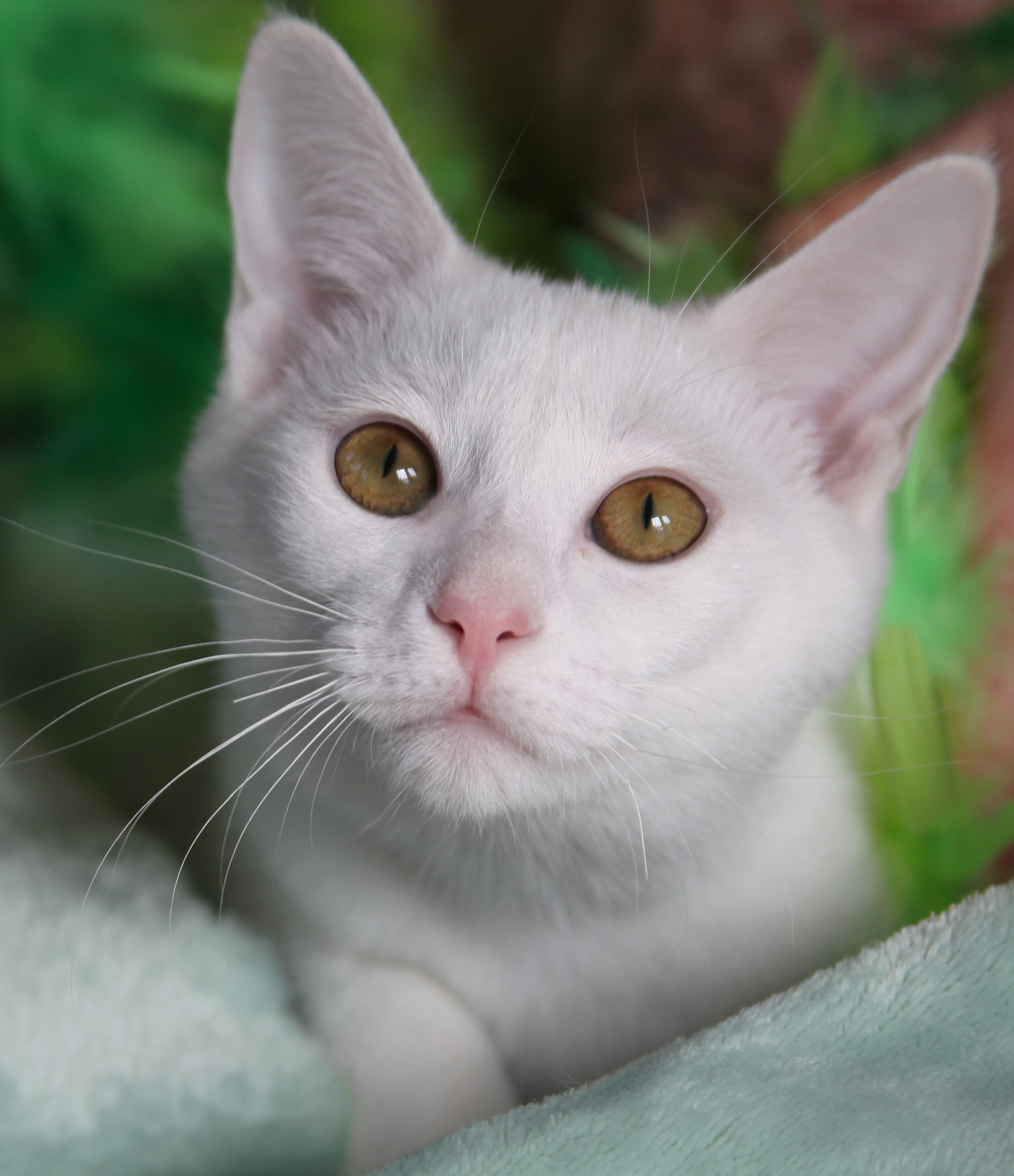 Chiclet, an adoptable American Shorthair, Domestic Short Hair in Franklin, TN, 37064 | Photo Image 1