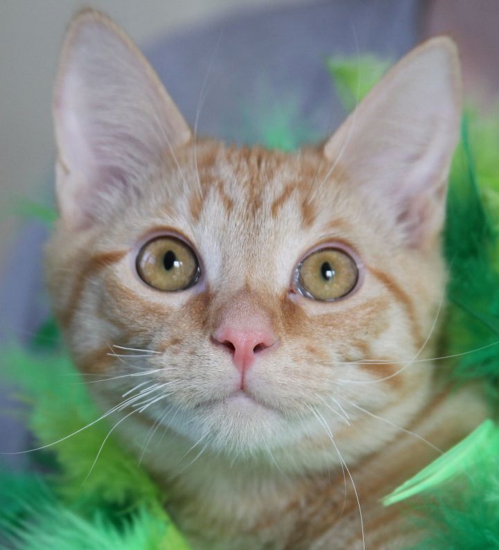Wrigley, an adoptable American Shorthair & Domestic Short Hair Mix in Franklin, TN_image-1