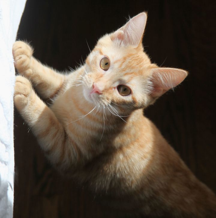 Wrigley, an adoptable American Shorthair & Domestic Short Hair Mix in Franklin, TN_image-3