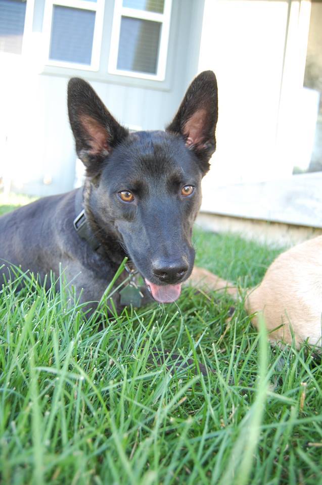 Mosby, an adoptable Shepherd in Mission, KS, 66202 | Photo Image 1