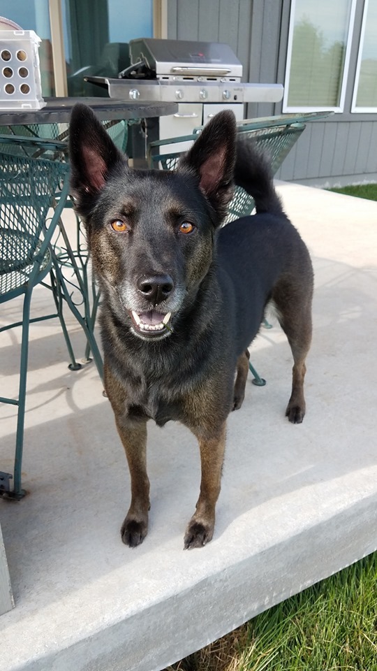 Mosby, an adoptable Shepherd in Mission, KS, 66202 | Photo Image 5