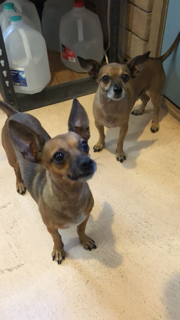 Buddy 4