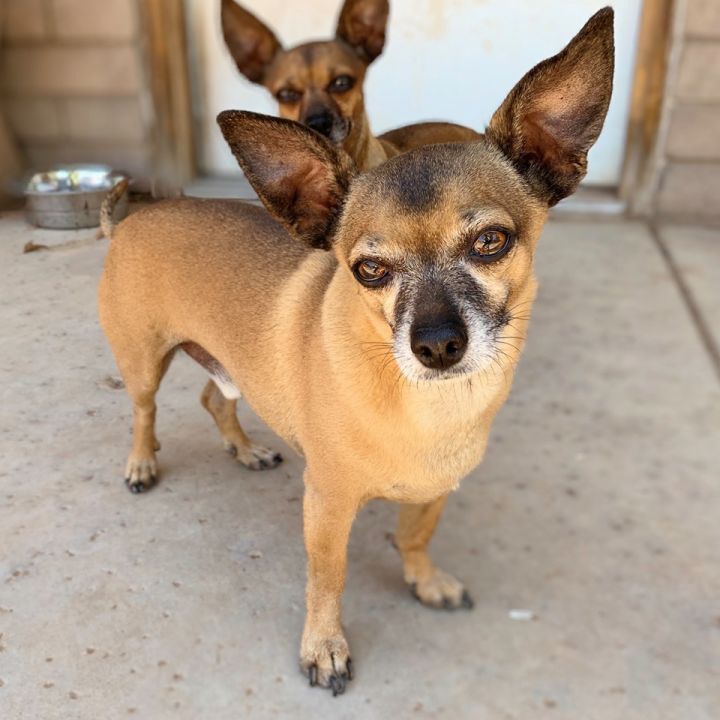 Buddy, an adoptable Miniature Pinscher & Chihuahua Mix in Phoenix, AZ_image-6