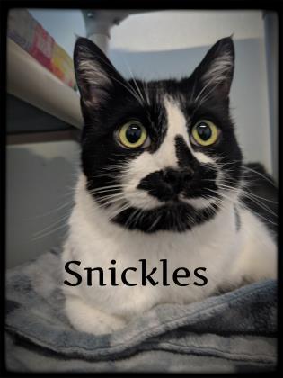 Snickles 1