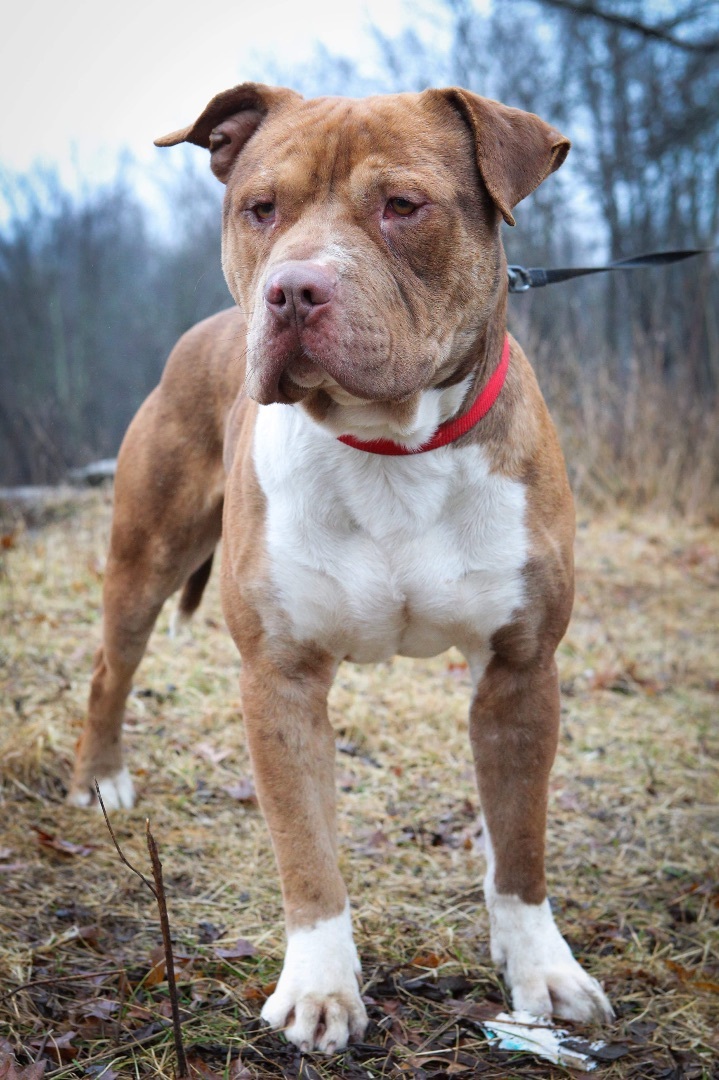 Gator, an adoptable American Staffordshire Terrier, Pit Bull Terrier in Bloomingburg, NY, 12721 | Photo Image 3