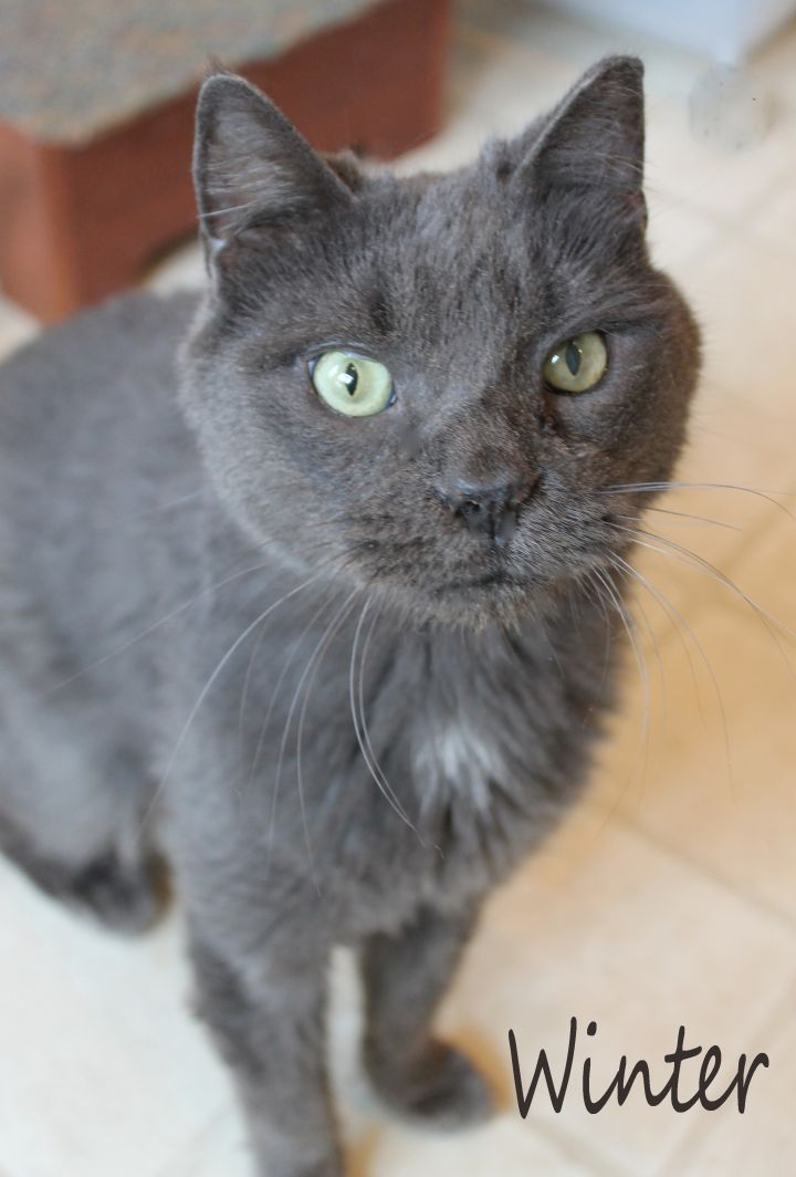 Russian Blue Cat For Sale Near Me - petfinder