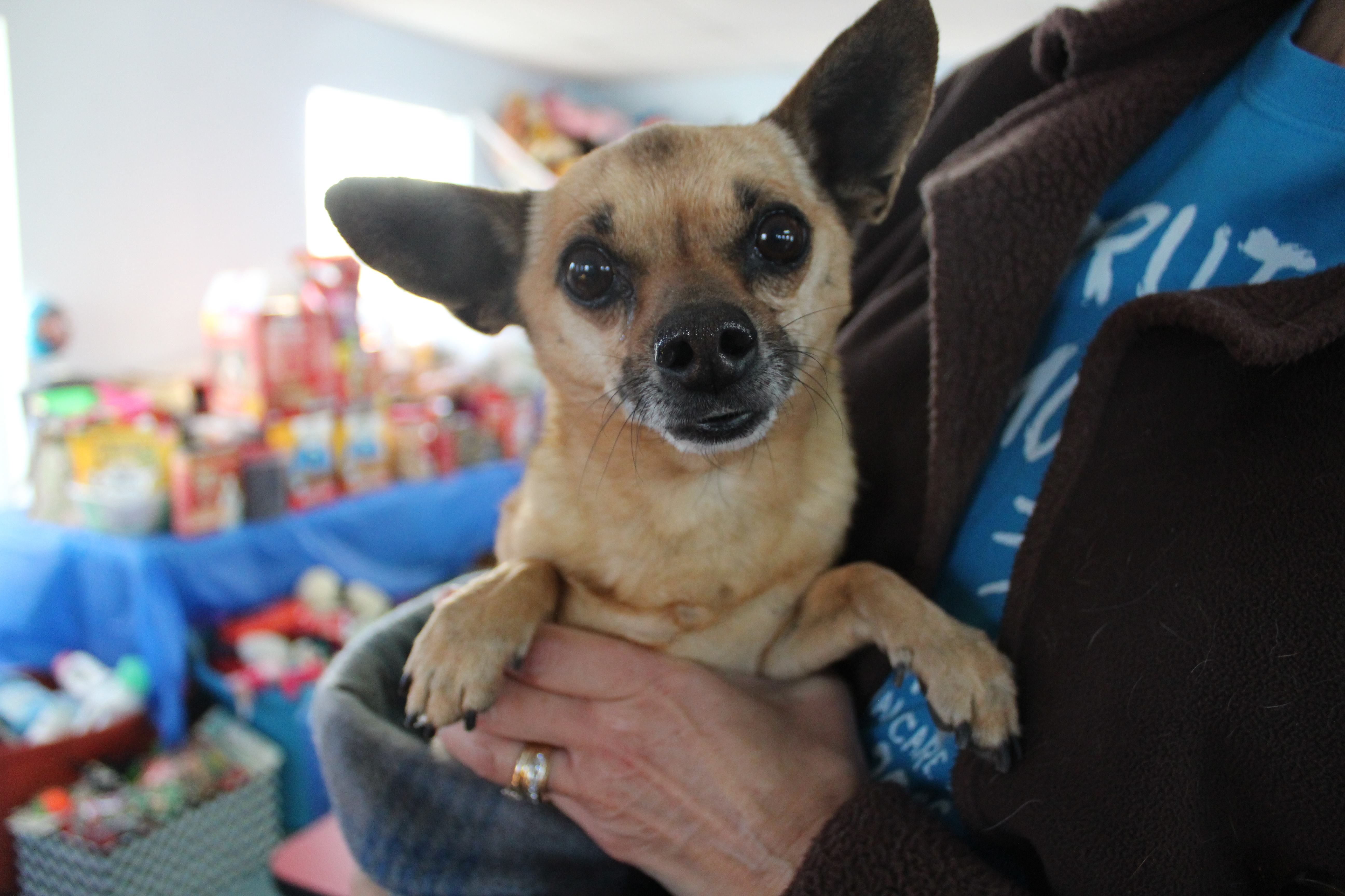 Dog for adoption - Cooper, a Chihuahua in Lubbock, TX | Petfinder