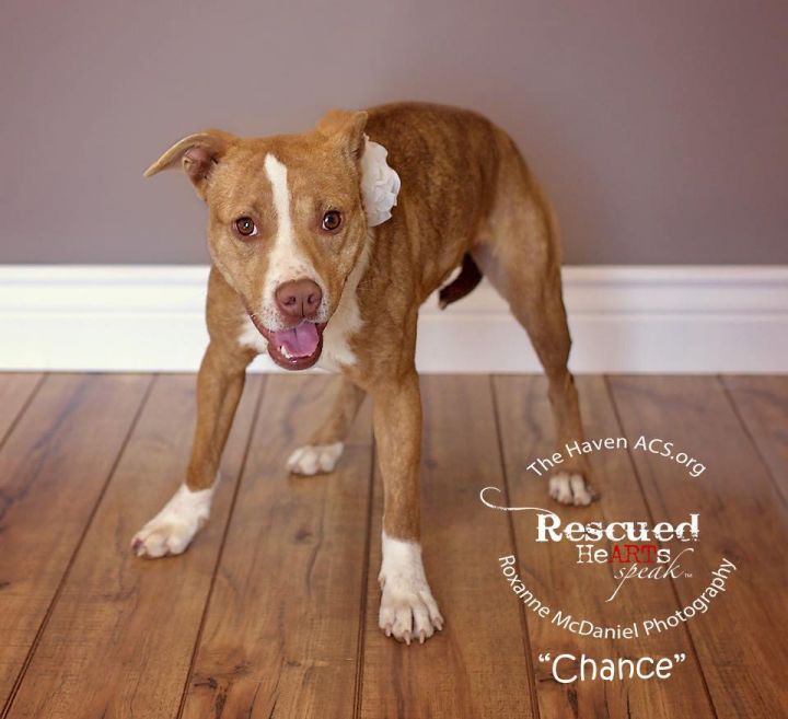 Chance, an adopted American Staffordshire Terrier & Pit Bull Terrier Mix in Lubbock, TX_image-3