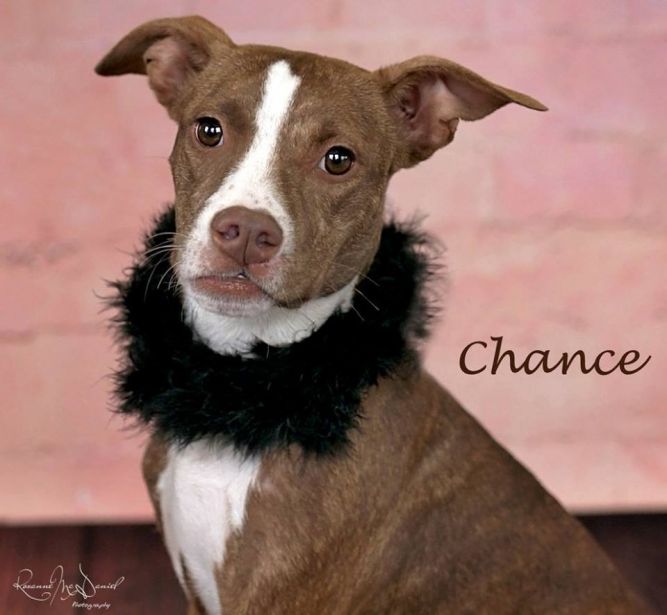 Dog for adoption - Chance, an American Staffordshire Terrier & Pit Bull Terrier Mix in Lubbock ...