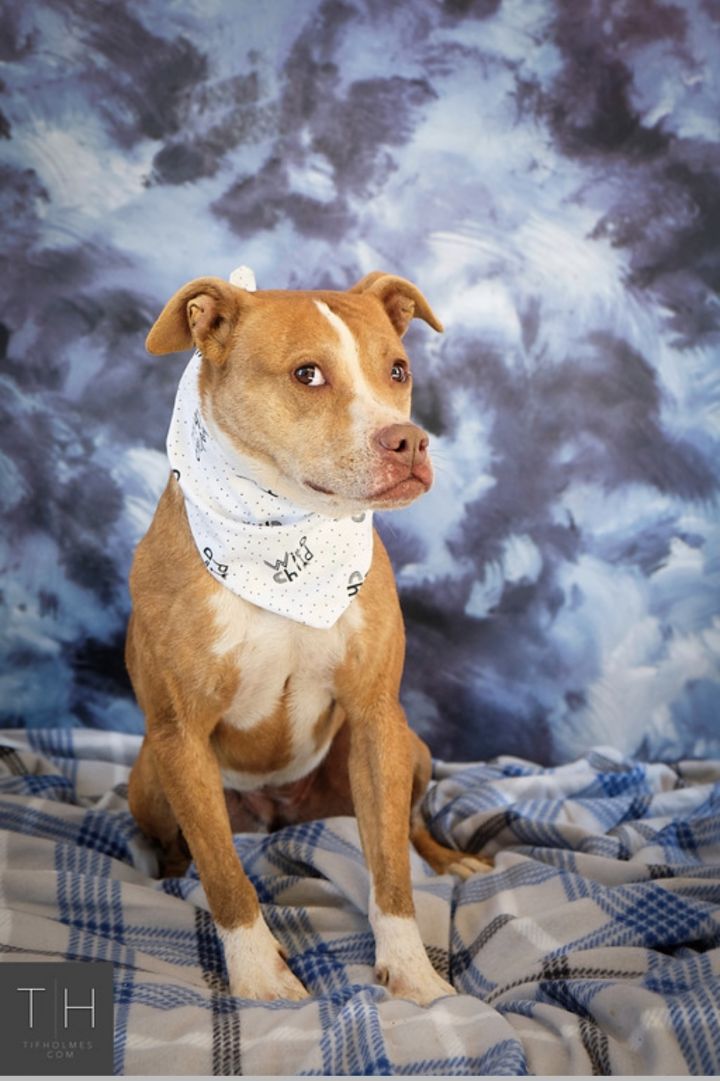 Chance, an adopted American Staffordshire Terrier & Pit Bull Terrier Mix in Lubbock, TX_image-1