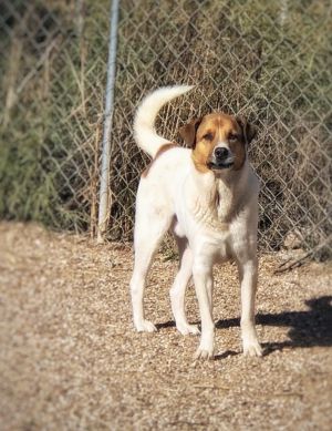 Dog For Adoption Max An Australian Shepherd Husky Mix In Lubbock Tx Petfinder