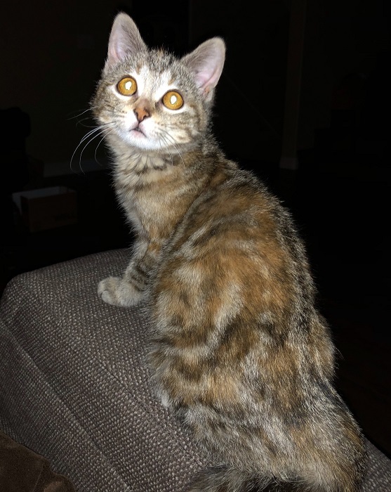 Everly, an adoptable Calico, Tortoiseshell in Las Vegas, NV, 89101 | Photo Image 2