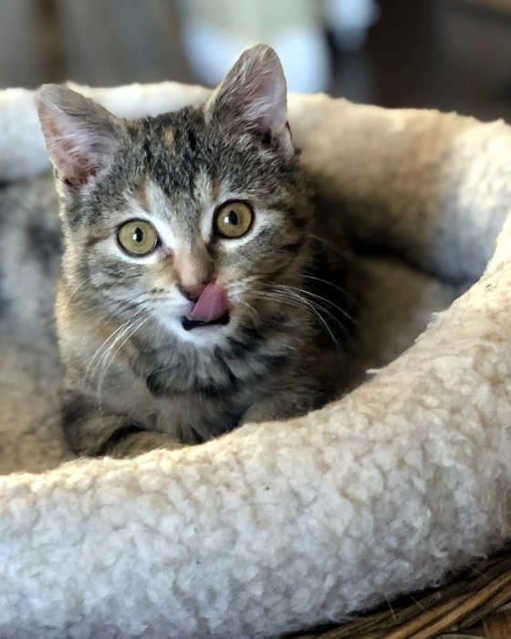 Everly, an adoptable Calico, Tortoiseshell in Las Vegas, NV, 89101 | Photo Image 4