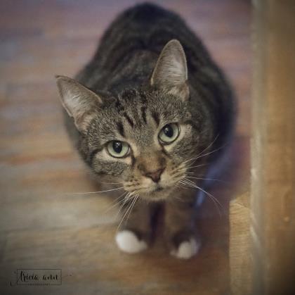 Yost (FeLV+), an adoptable Domestic Short Hair Mix in Annapolis, MD_image-2