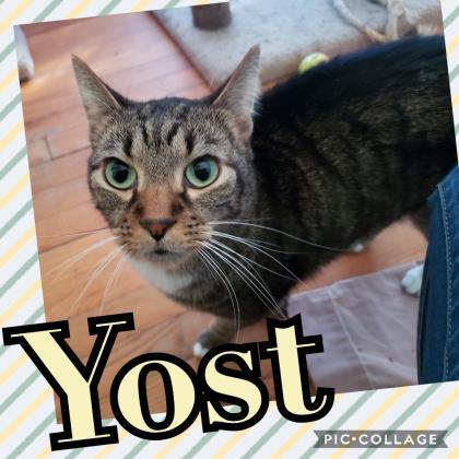 Yost (FeLV+), an adoptable Domestic Short Hair in Annapolis, MD, 21403 | Photo Image 3