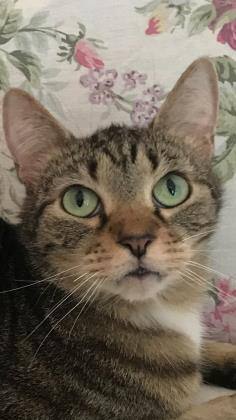 Yost (FeLV+), an adoptable Domestic Short Hair Mix in Annapolis, MD_image-1