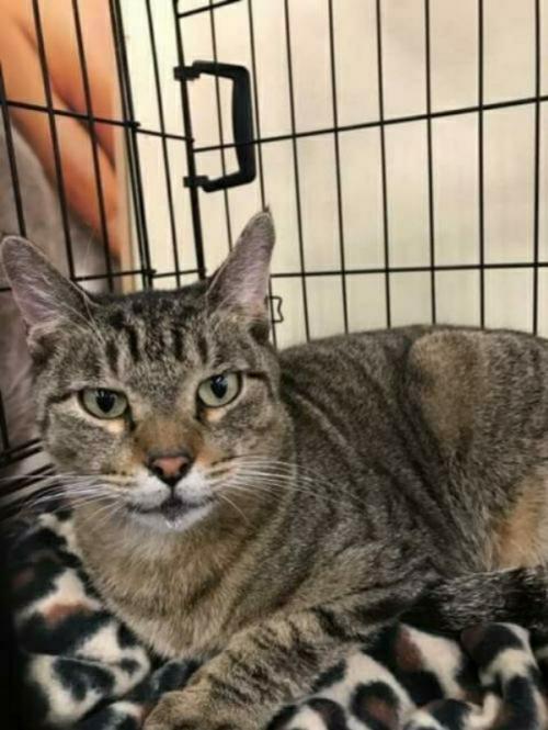 Teddy, an adoptable Domestic Short Hair in Ben Wheeler, TX, 75754 | Photo Image 1