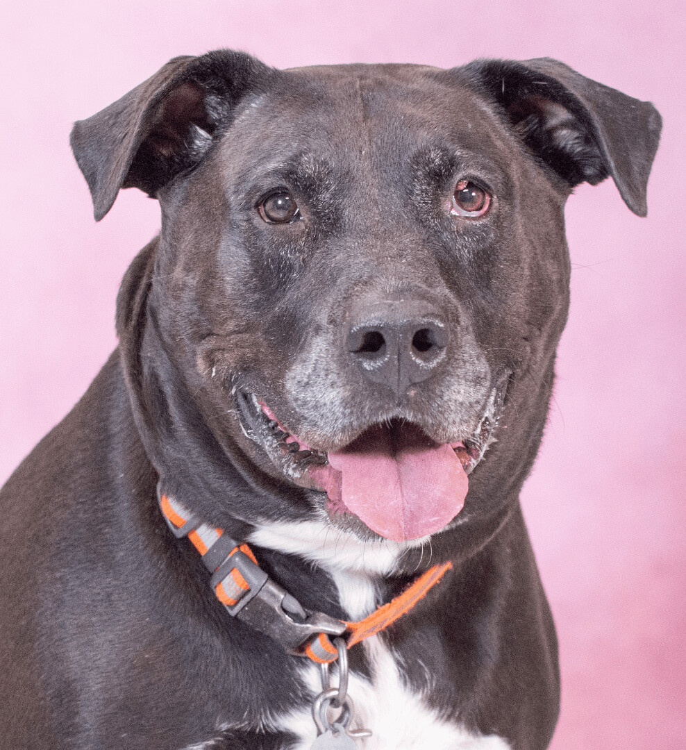 Kojak (ID 21316/714), an adoptable Labrador Retriever in Manassas, VA, 20112 | Photo Image 1