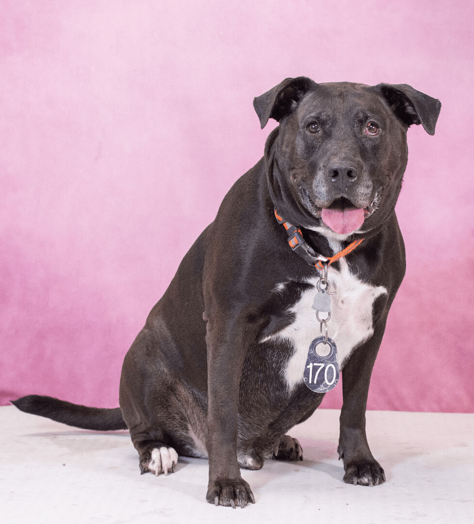 Kojak (ID 21316/714), an adoptable Labrador Retriever in Manassas, VA, 20112 | Photo Image 2