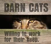 IMON Barn Cats