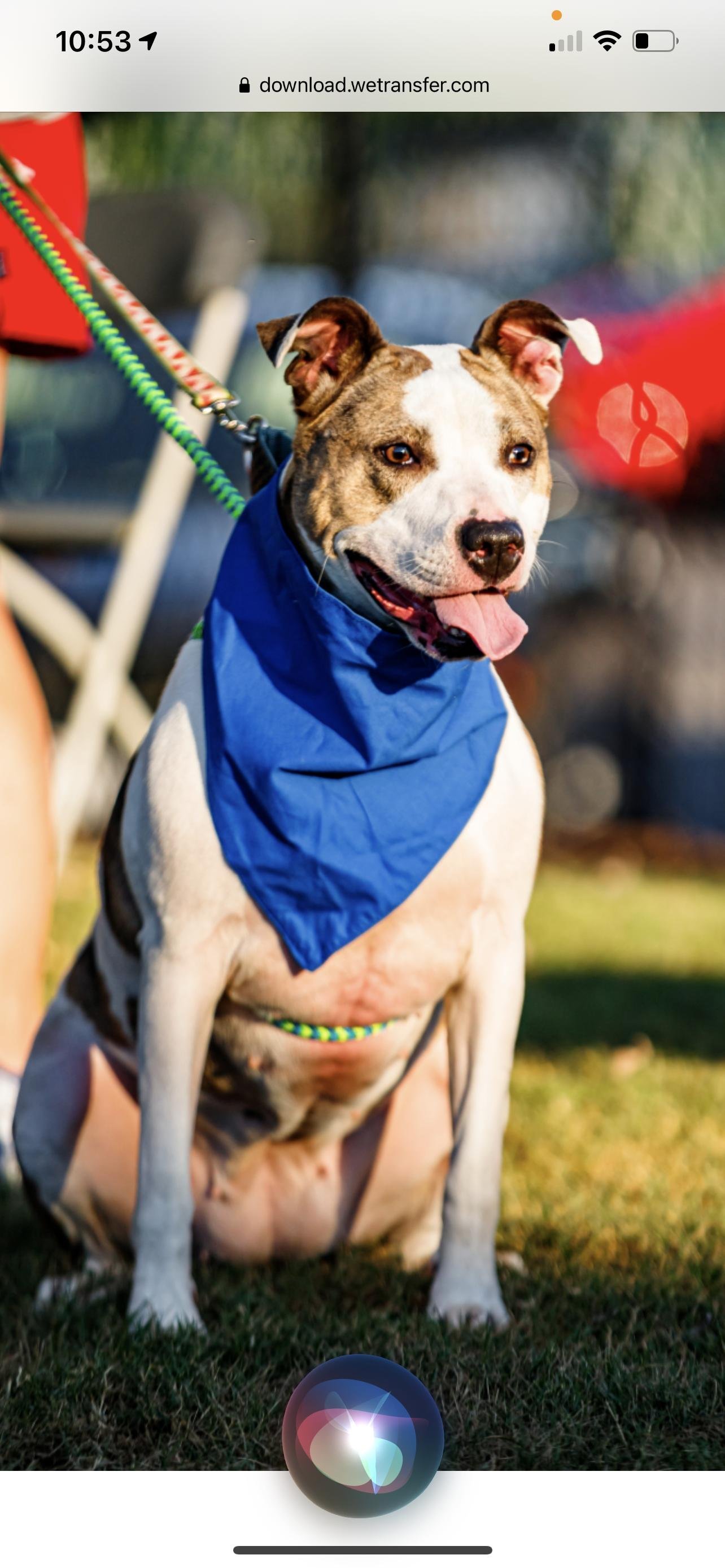 Holly, an adoptable Terrier in Holly Springs, NC, 27540 | Photo Image 3