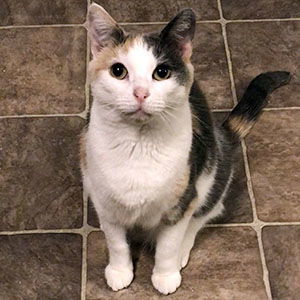 Peigi, an adoptable Dilute Calico, Domestic Short Hair in Garner, NC, 27529 | Photo Image 1