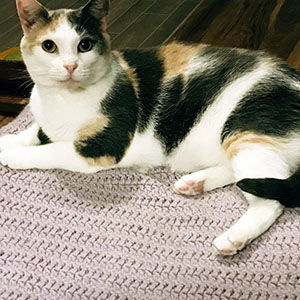 Peigi, an adoptable Dilute Calico, Domestic Short Hair in Garner, NC, 27529 | Photo Image 2